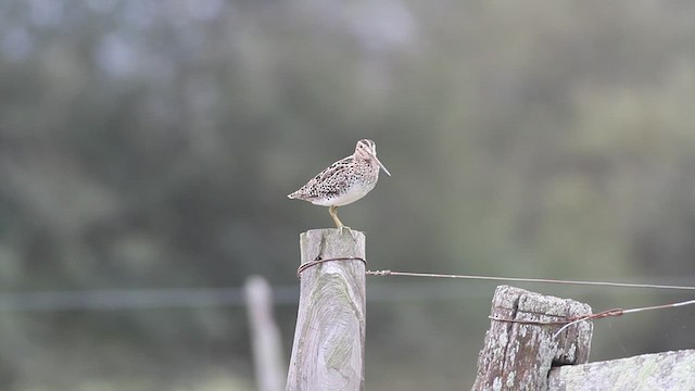 Pantanal Snipe - ML597650001