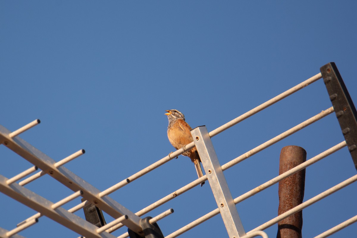 House Bunting - Daniele Dessì