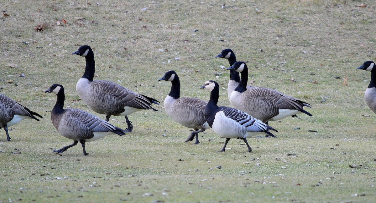 Barnacle Goose - ML59765101