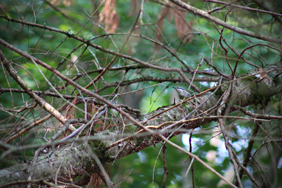 Red-breasted Nuthatch - ML597651411