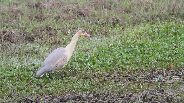 Garza Chiflona - ML597651561