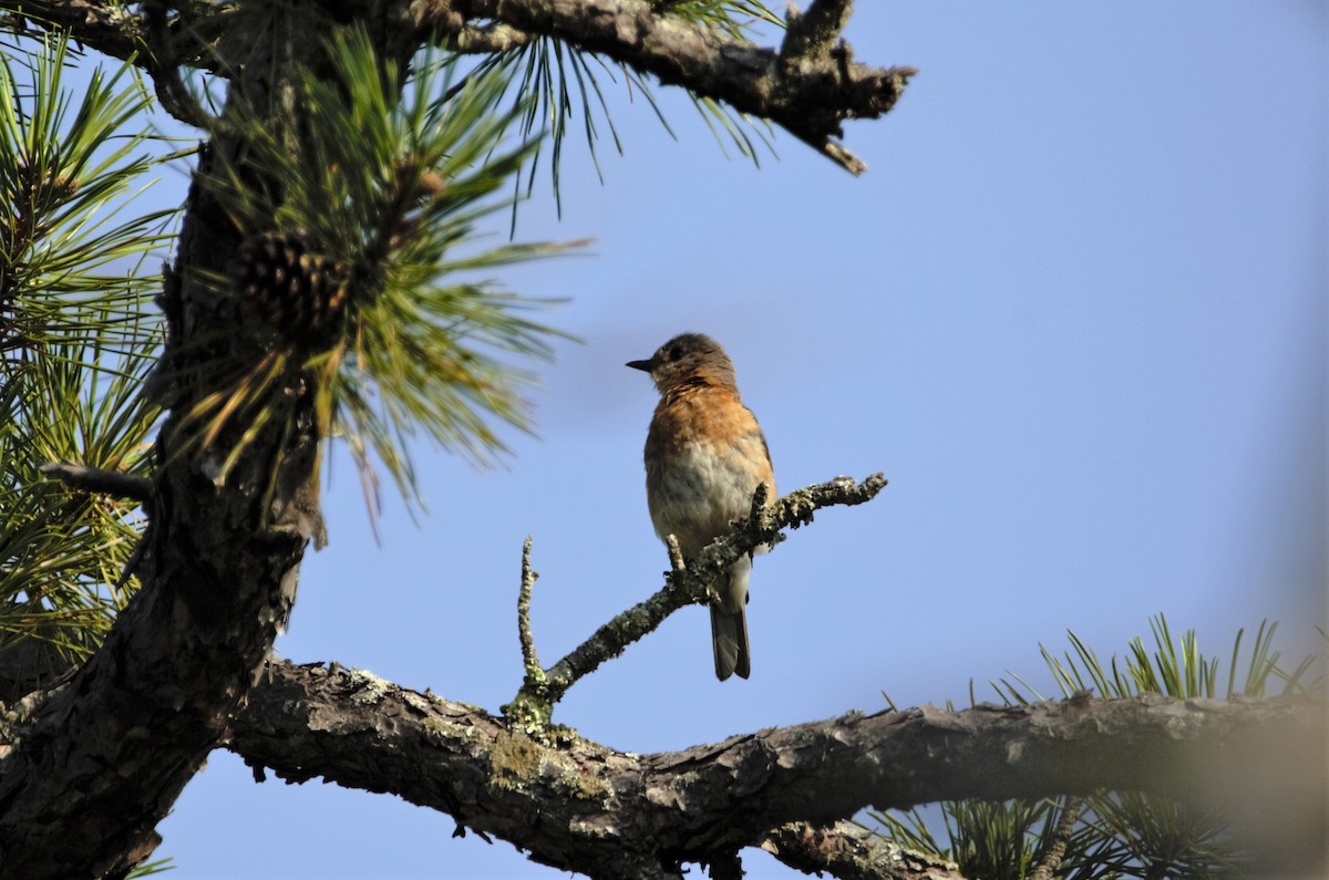 Eastern Bluebird - Nancy Posey