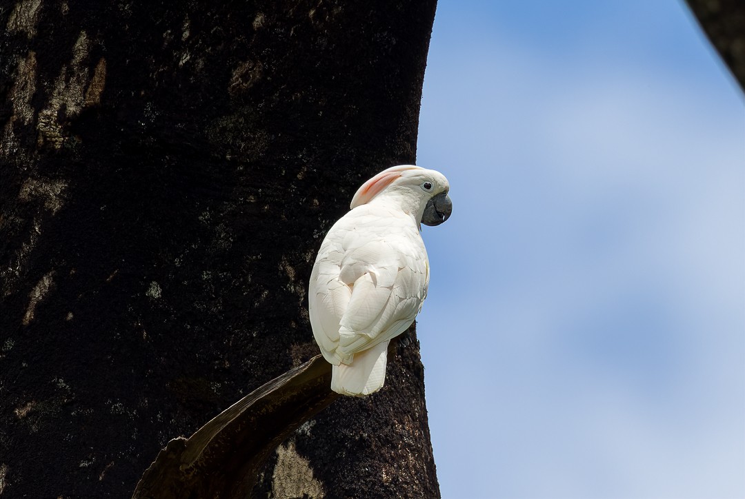 Salmon-crested Cockatoo - Asta Tobiassen