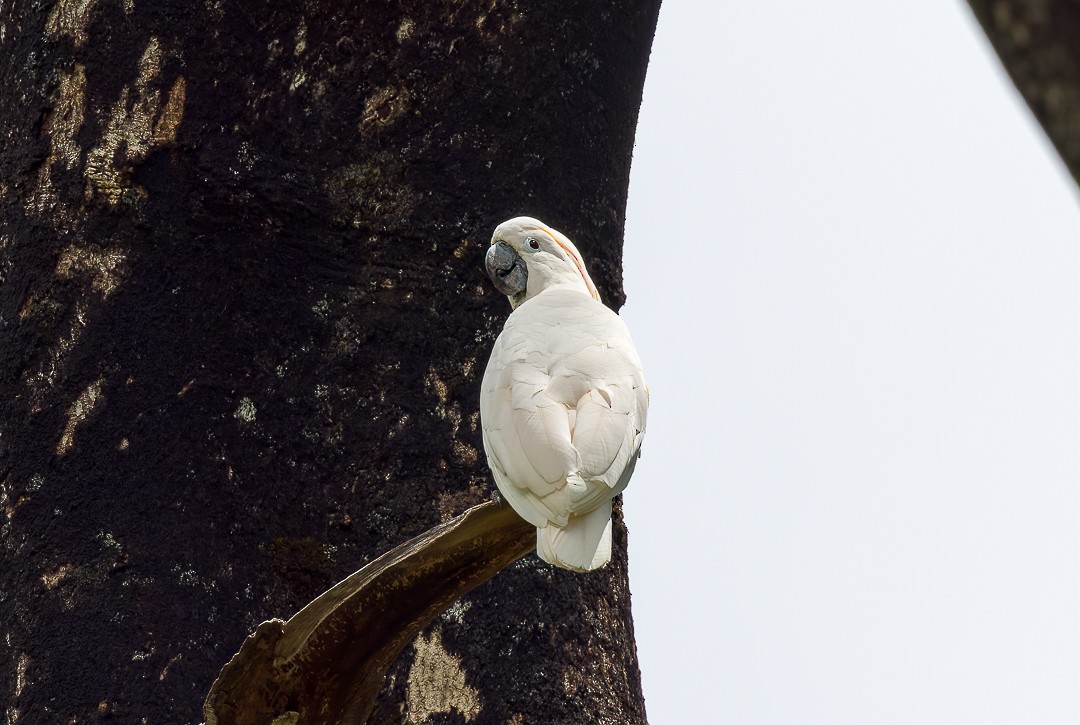 Salmon-crested Cockatoo - ML597652331