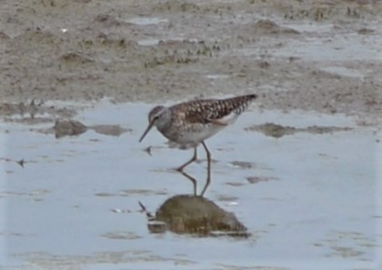 Wood Sandpiper - Henry deJong