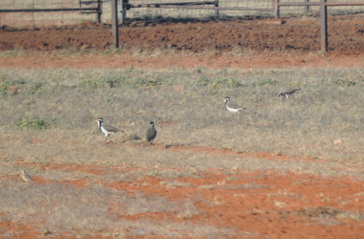 Banded Lapwing - ML59765321