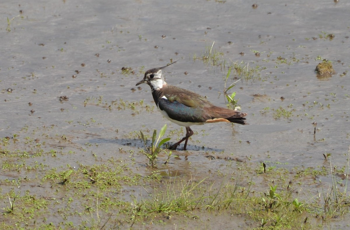 Northern Lapwing - Henry deJong