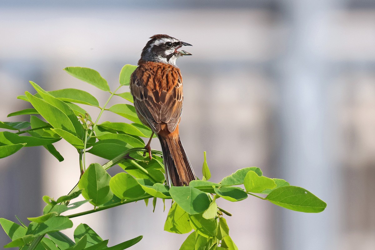 Meadow Bunting - Nathan Wall