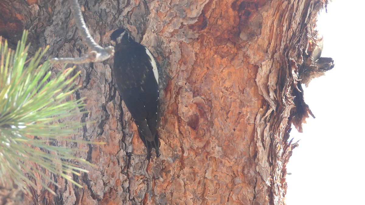 Williamson's Sapsucker - ML597654421