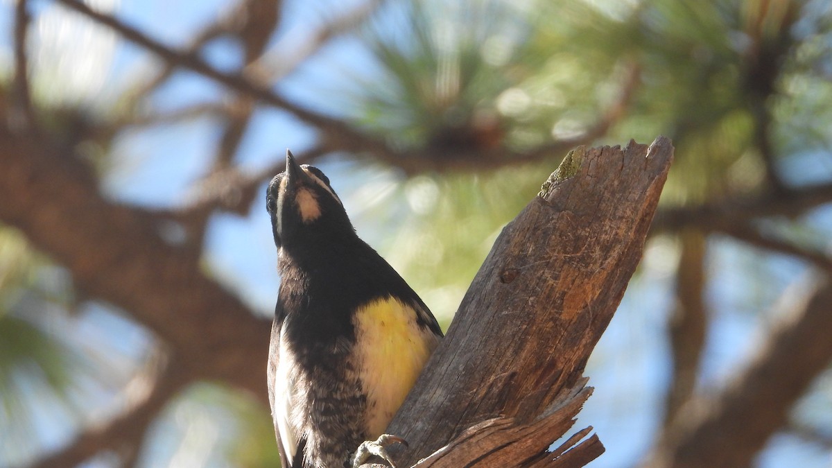 Williamson's Sapsucker - ML597654431