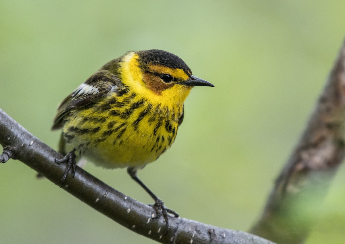 Cape May Warbler - ML59765461