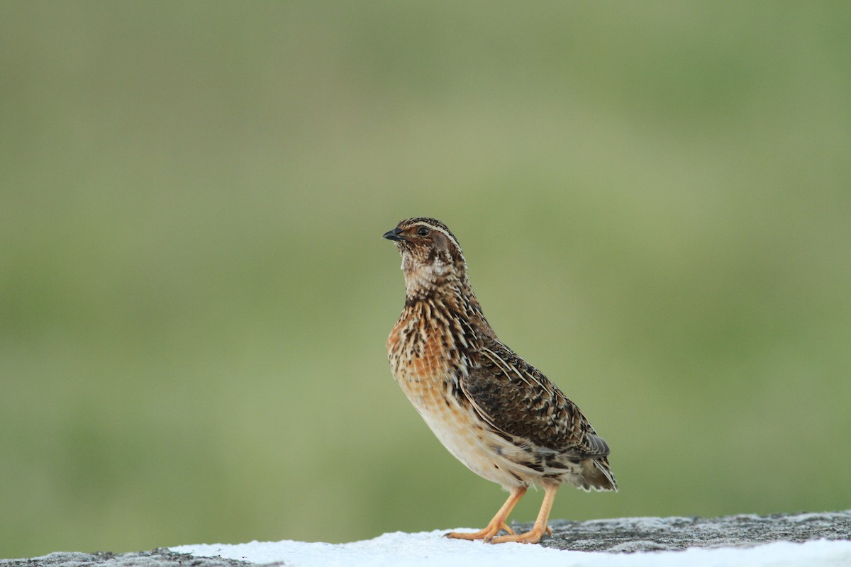 Common Quail - ML597654901