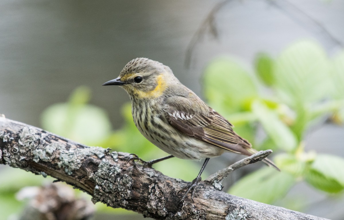 Cape May Warbler - Simon Boivin