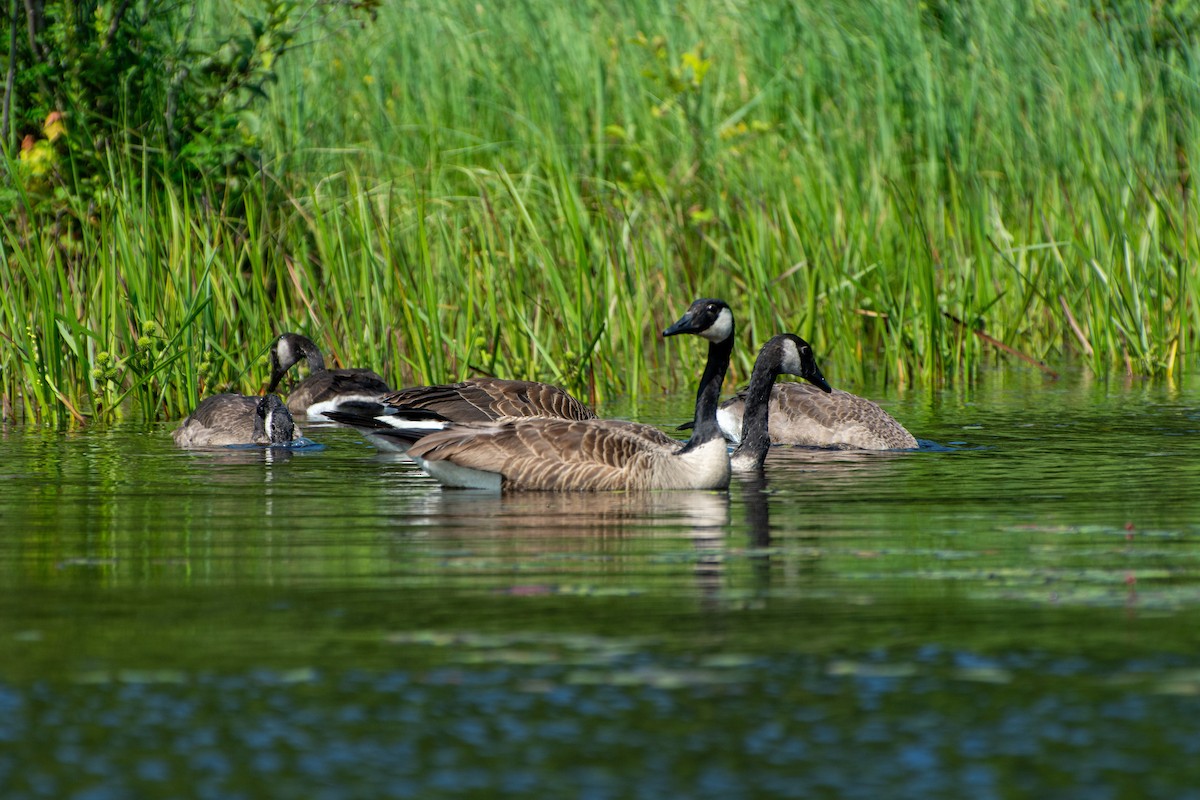 Canada Goose - ML597655281