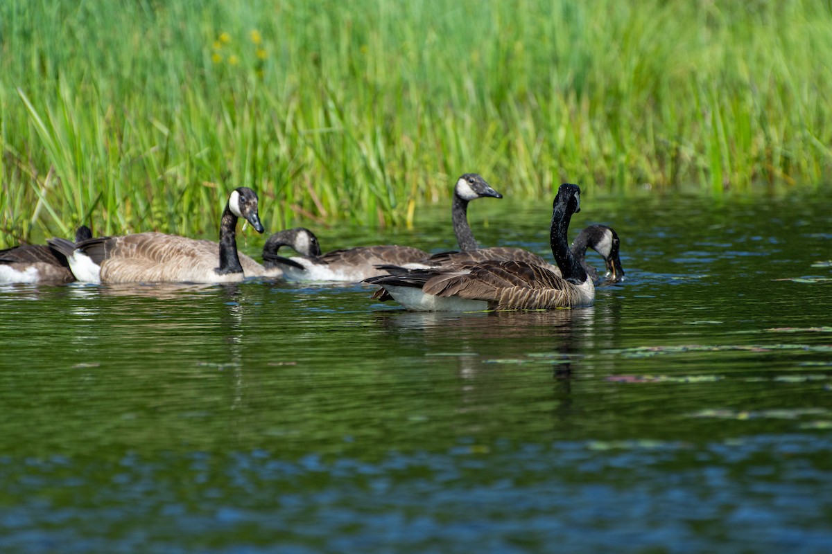 Canada Goose - ML597655291