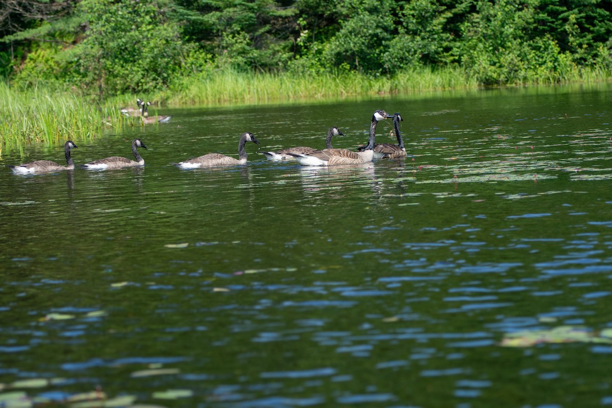 Canada Goose - ML597655301