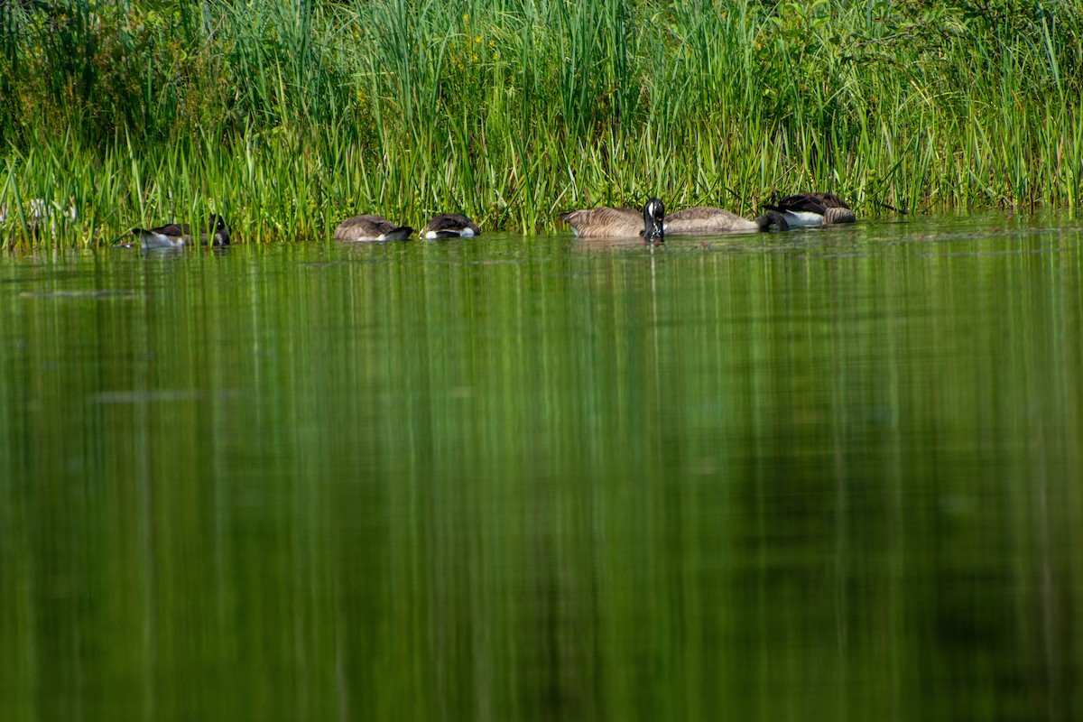 Canada Goose - ML597655311