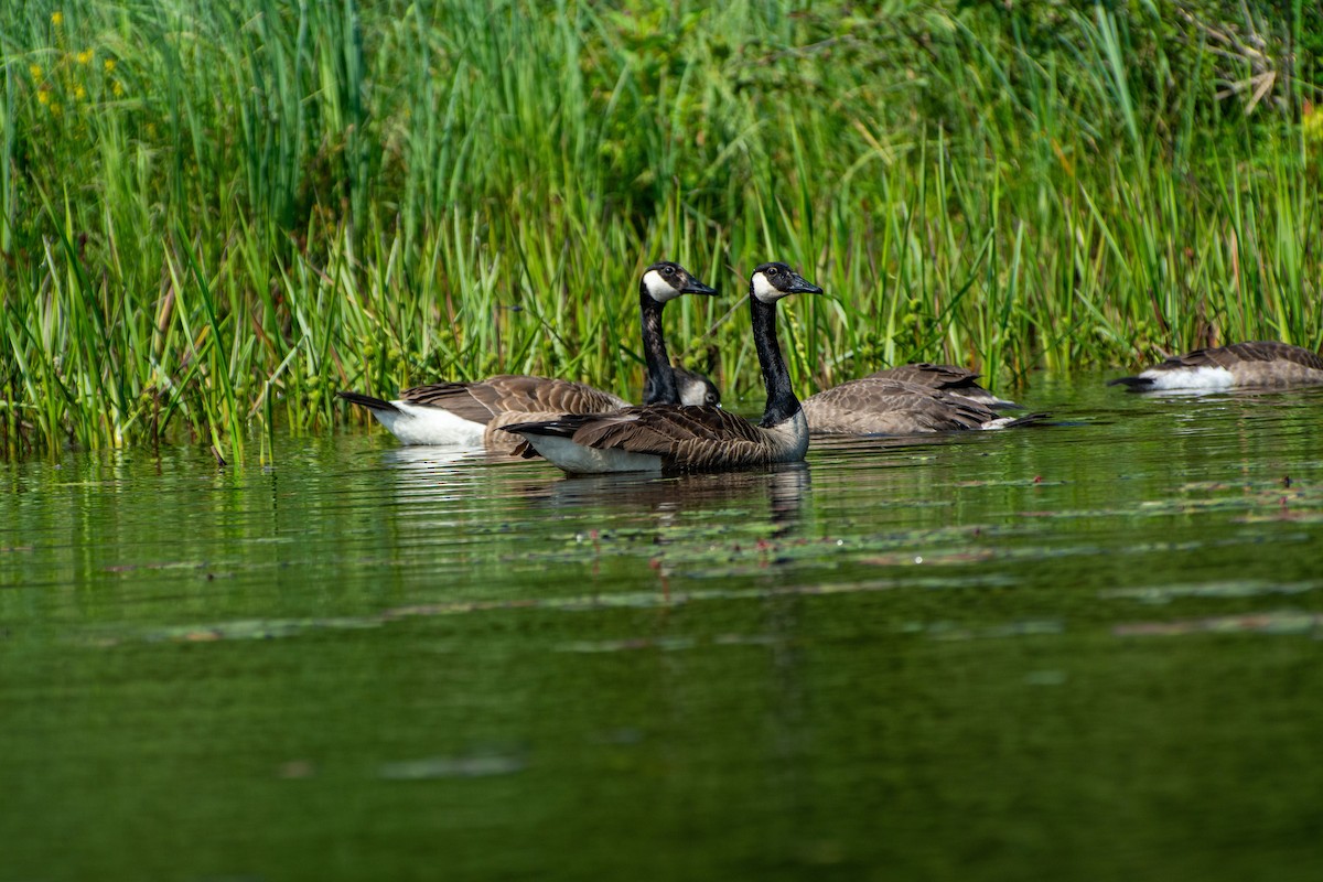 Canada Goose - ML597655321