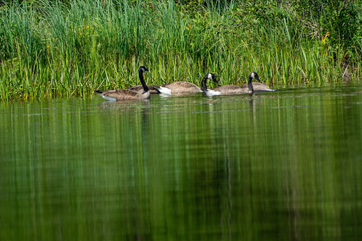 Canada Goose - ML597655331