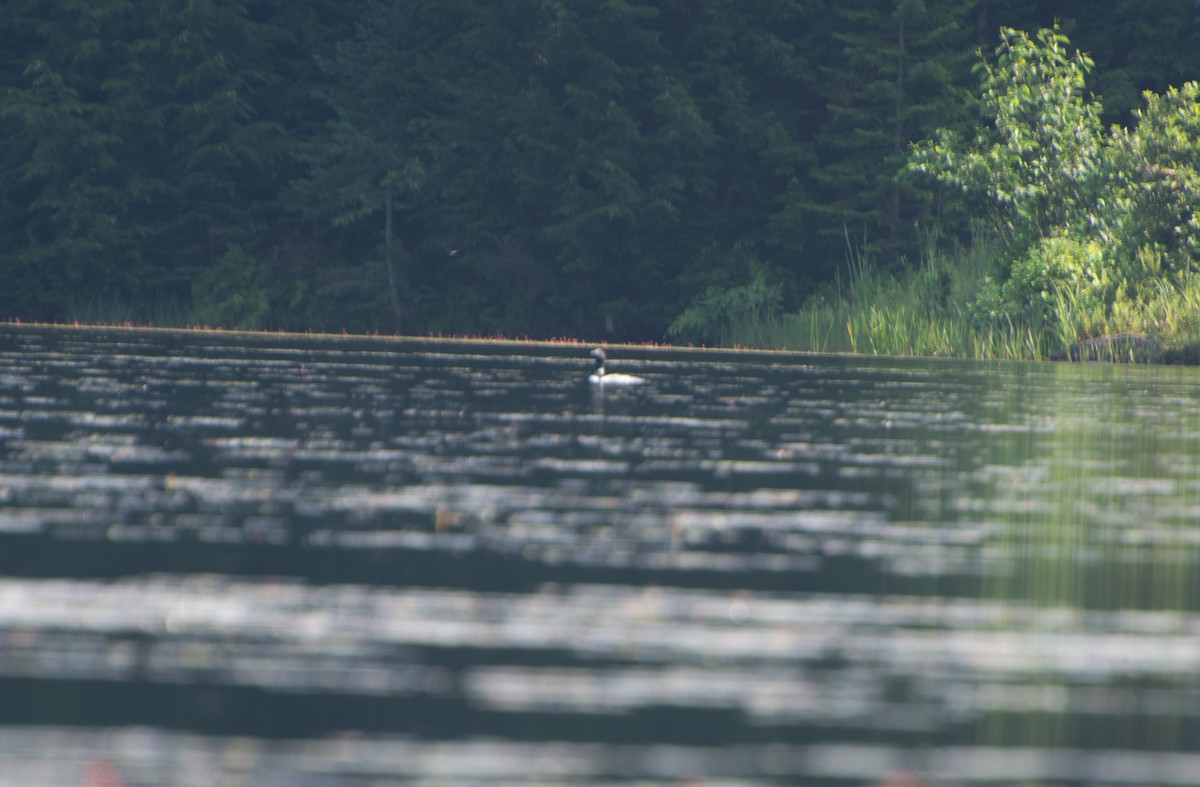 Common Loon - ML597655751