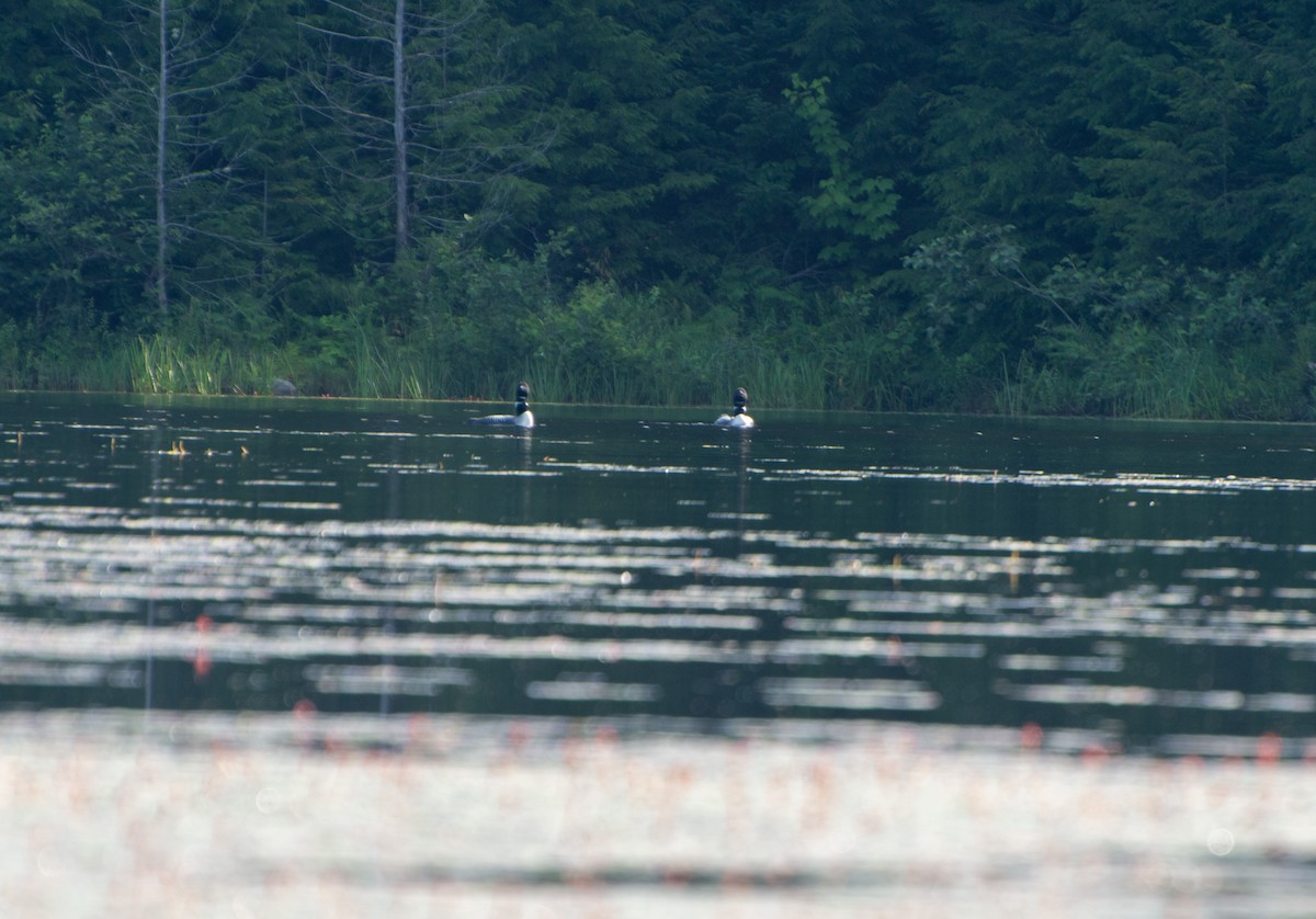 Common Loon - ML597655761