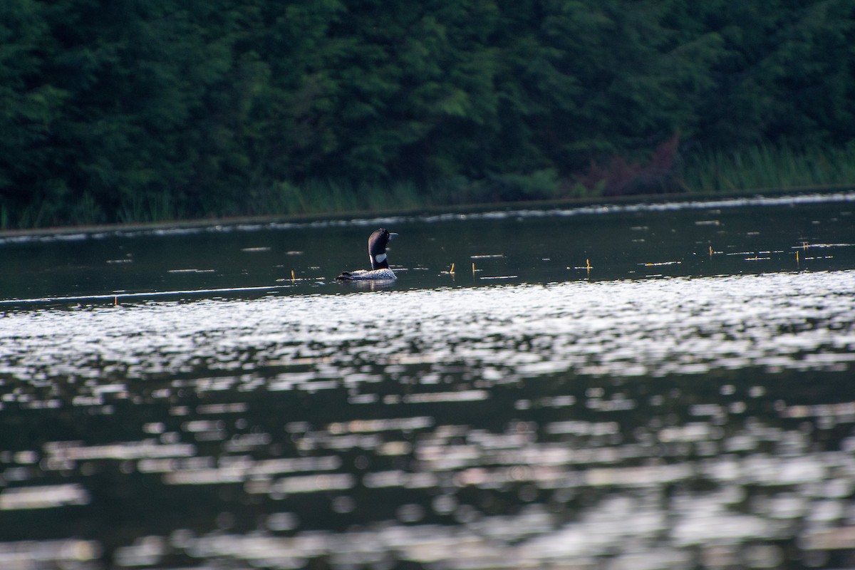 Common Loon - Nancy Nutile-McMenemy