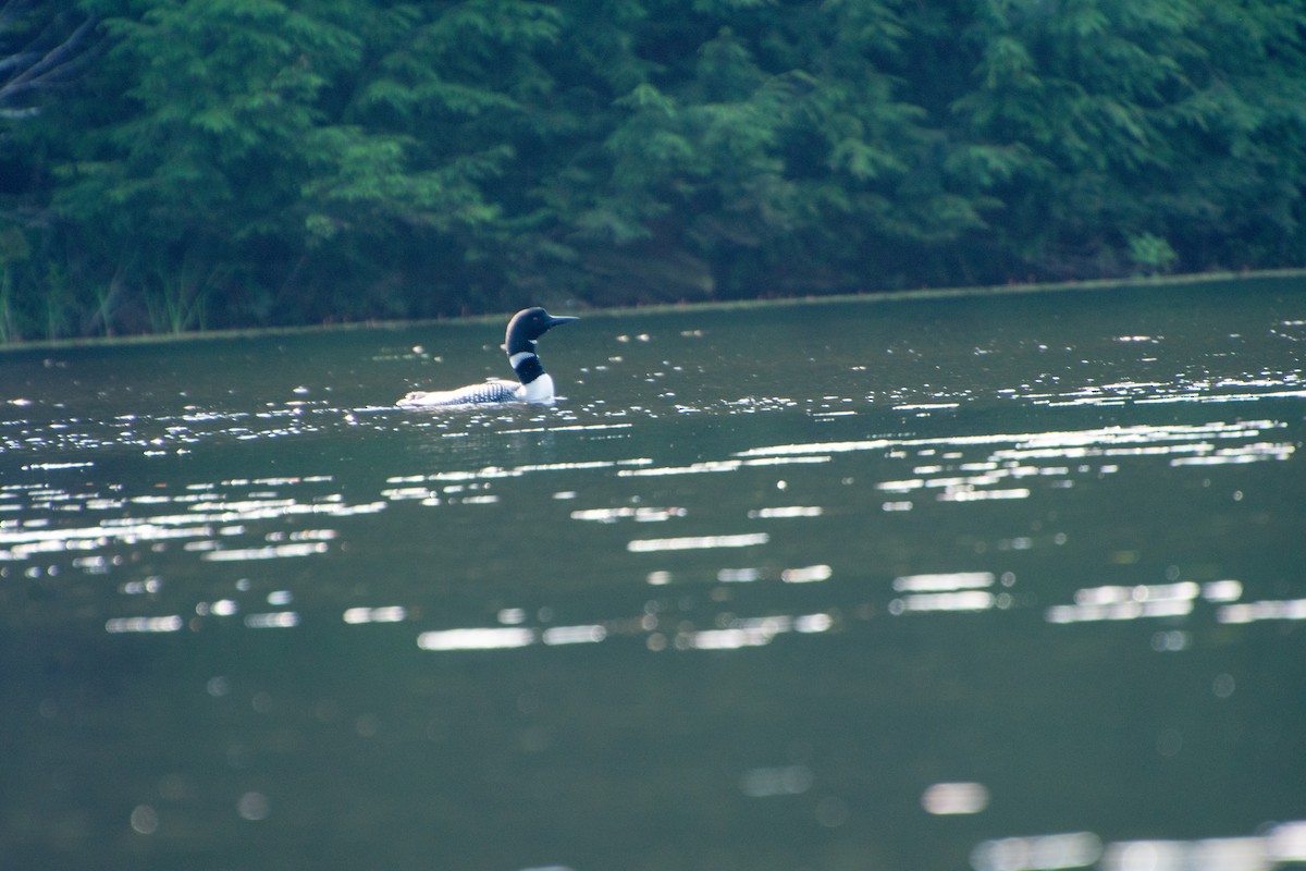 Common Loon - ML597655791