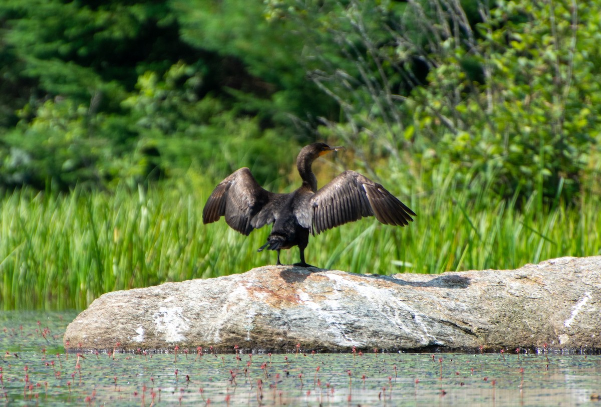 Double-crested Cormorant - ML597655851