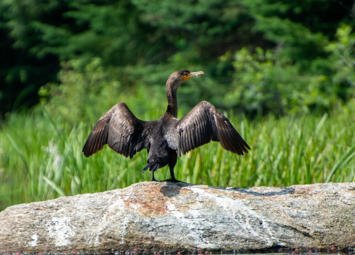 Double-crested Cormorant - ML597655861