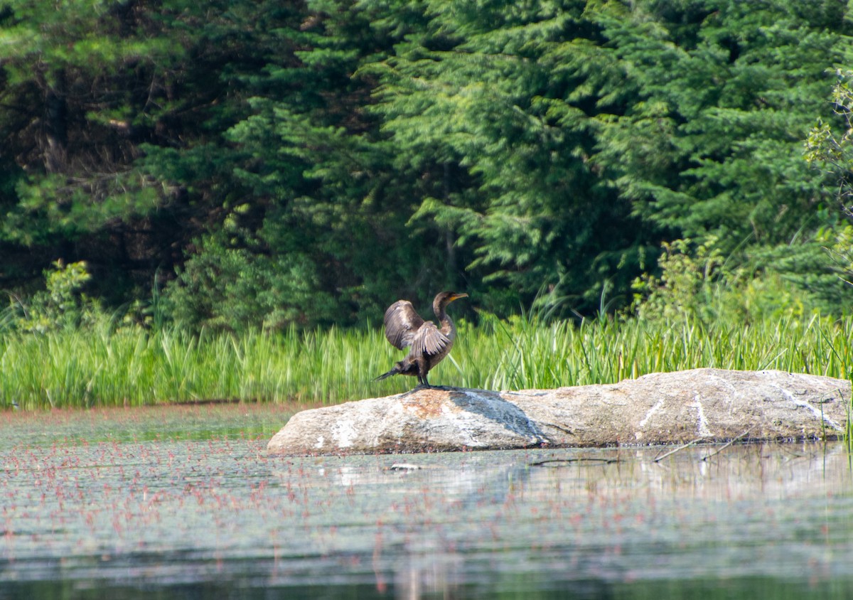 Double-crested Cormorant - ML597655871