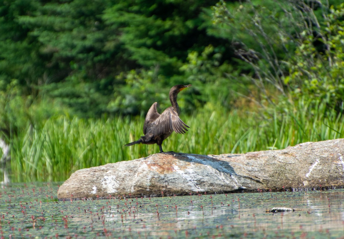 Double-crested Cormorant - ML597655881