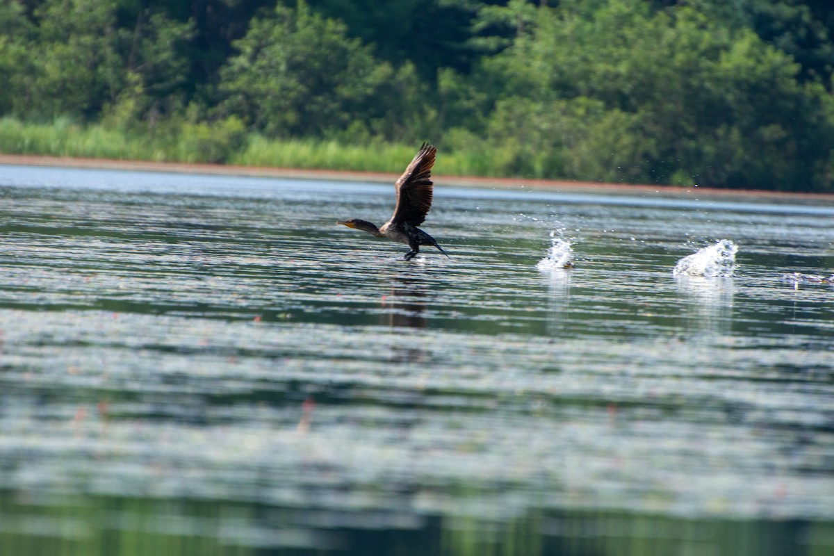 Double-crested Cormorant - ML597655891