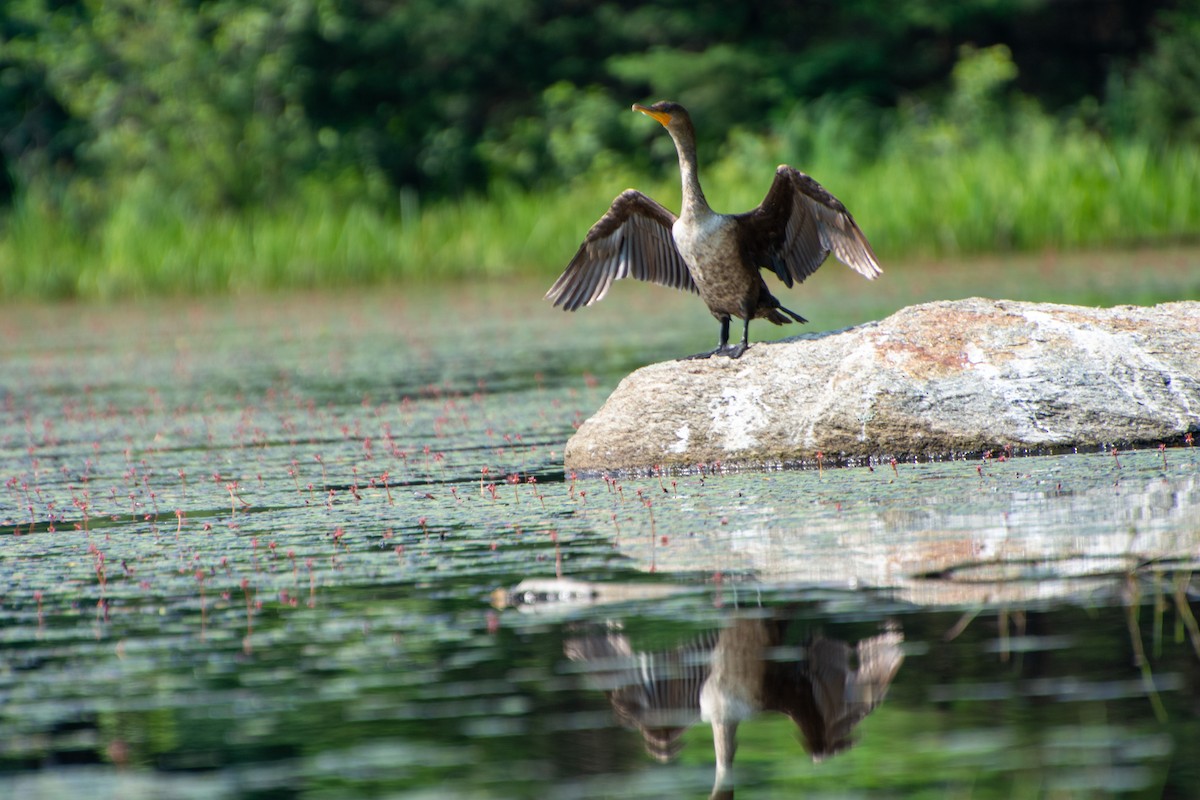 Double-crested Cormorant - ML597655901