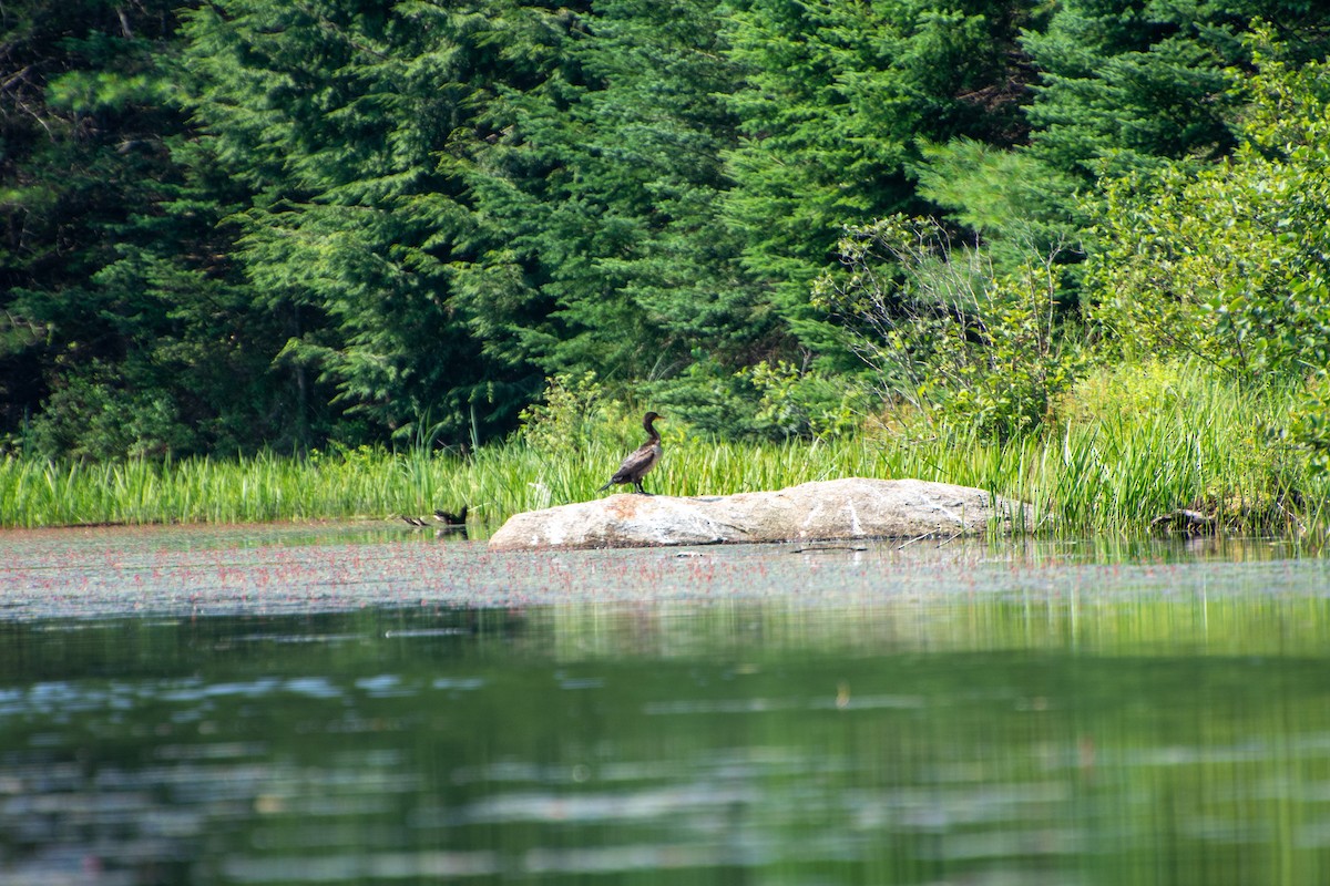 Double-crested Cormorant - ML597655911