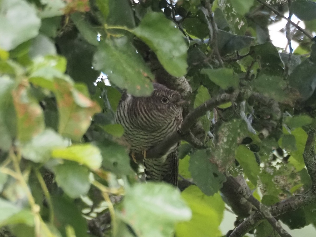 Common Cuckoo - ML597656171