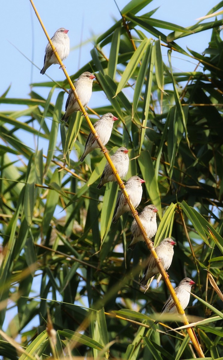 קואלאה אדומת-מקור - ML597656181