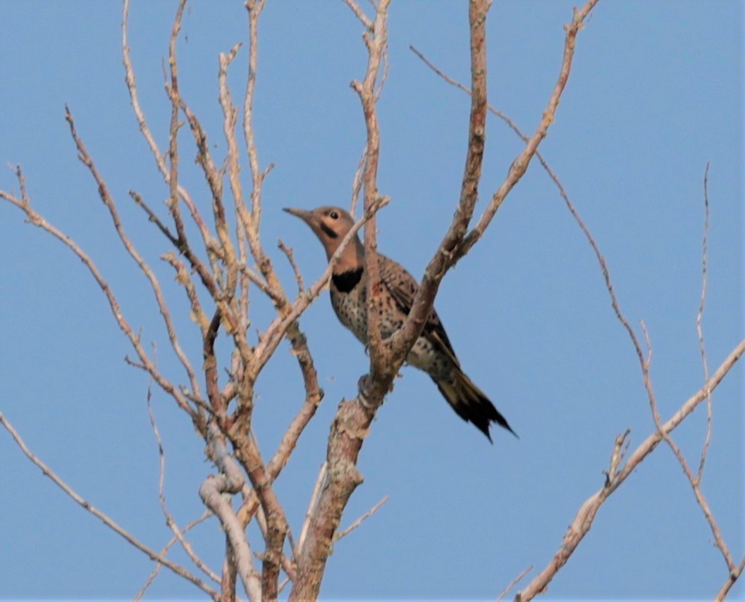 Northern Flicker - ML597656291