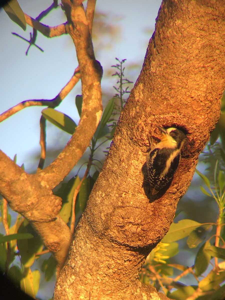 White-fronted Woodpecker - ML597656311