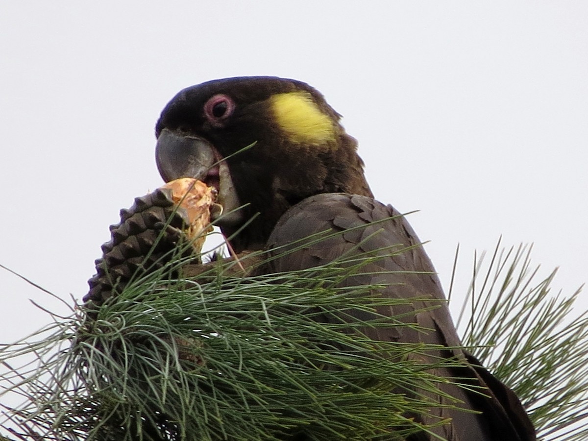 Yellow-tailed Black-Cockatoo - B C