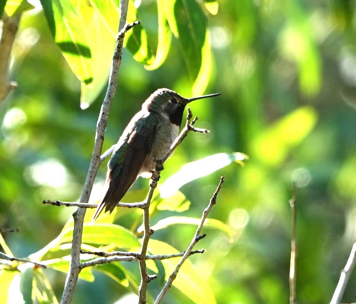 Broad-tailed Hummingbird - Rene Laubach