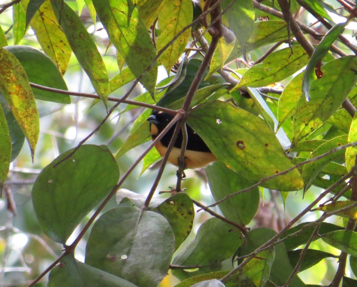 Yellow-crested Tanager - Pam Campbell