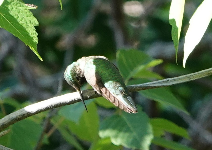 Broad-tailed Hummingbird - ML597658861