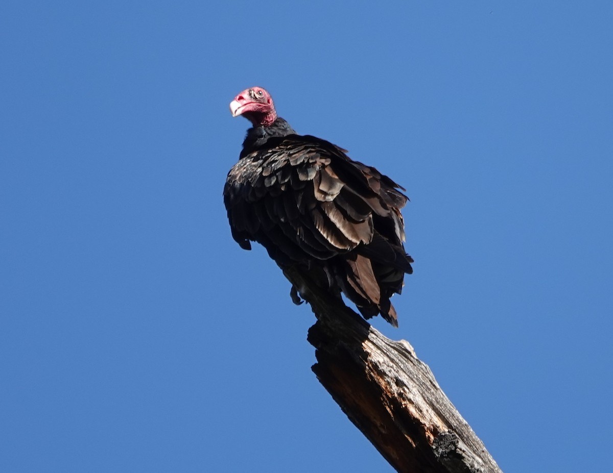 Turkey Vulture - ML597659061