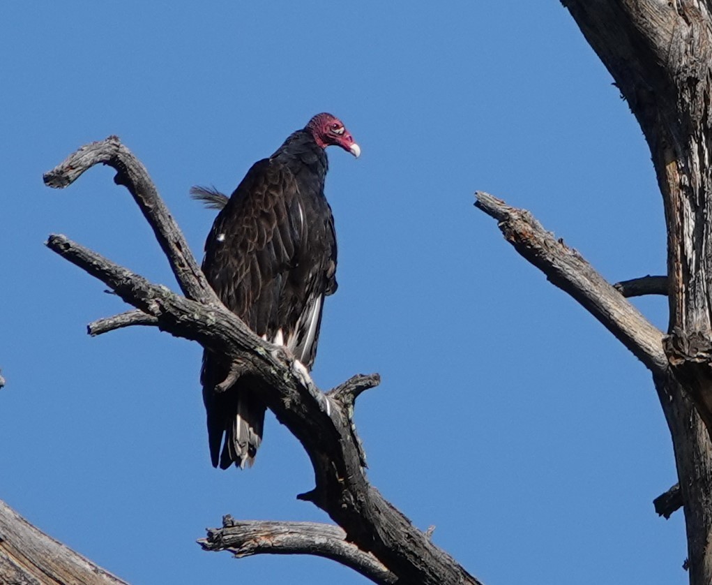 Turkey Vulture - ML597659081