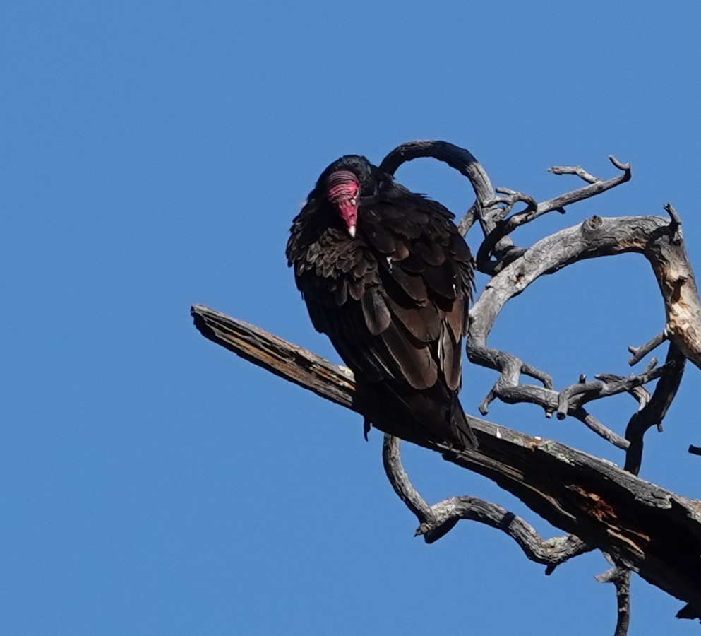 Turkey Vulture - ML597659101