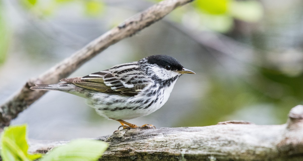 Blackpoll Warbler - Simon Boivin