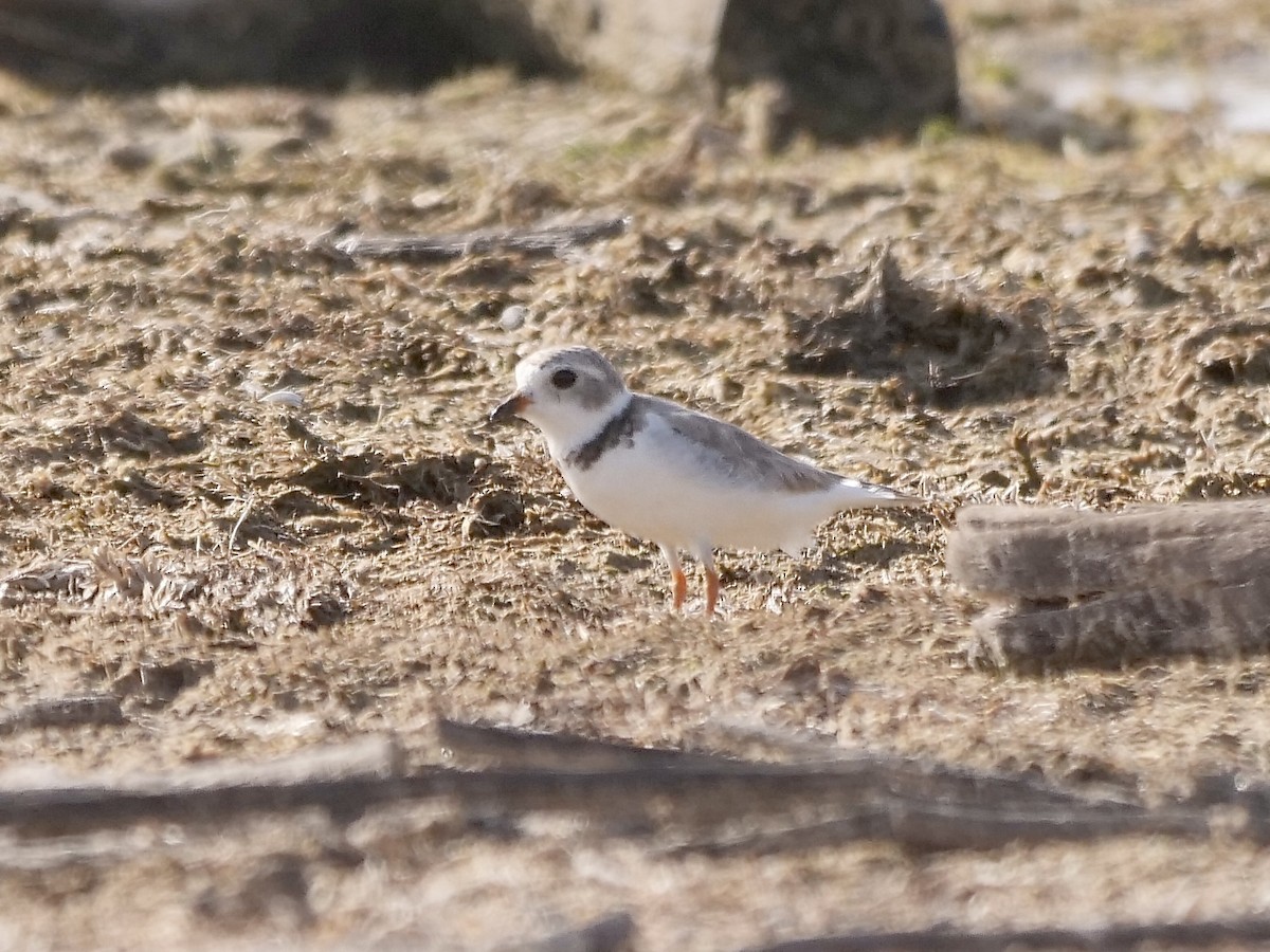 Piping Plover - ML597660371