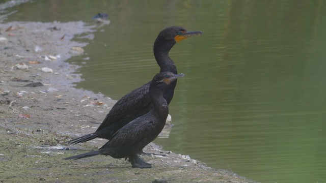 Neotropic Cormorant - ML597660401