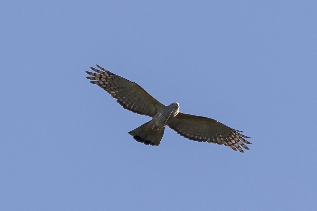 Pacific Baza - ML597662031