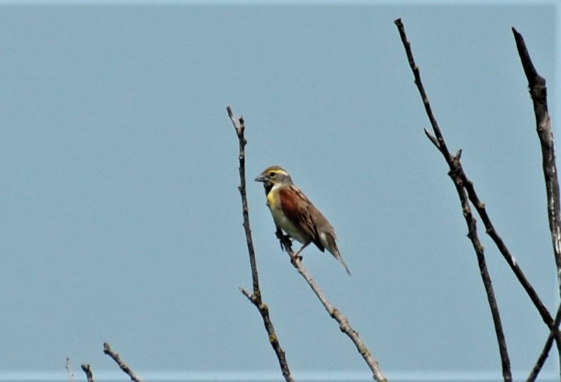 Dickcissel - ML597662051